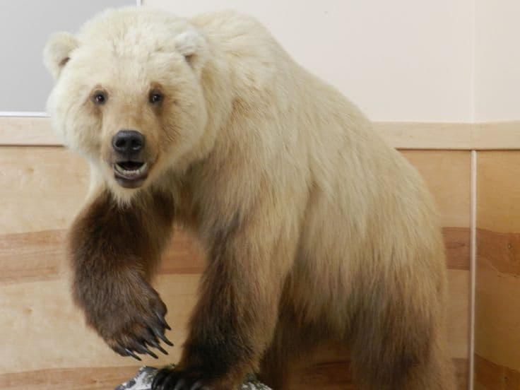 Grizzly-jegesmedvét lőttek le Kanada északi részén