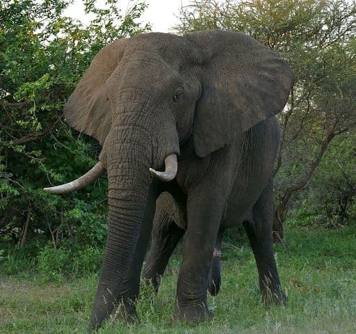 Elefánt taposott halálra egy német turistát