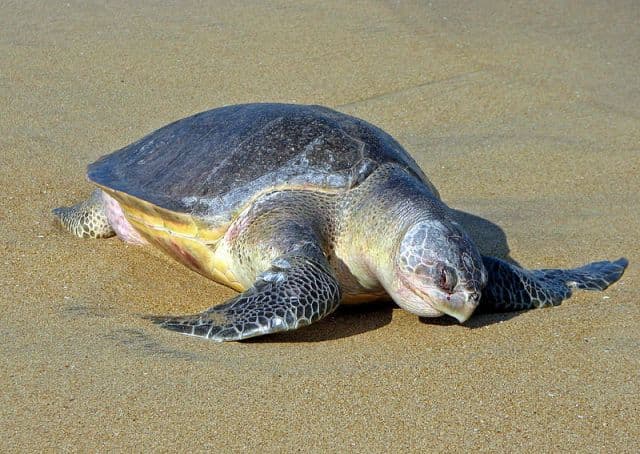 Mintegy háromszáz veszélyeztetett tengeri teknős tetemére leltek halászok Mexikó déli partjainál (FOTÓ)