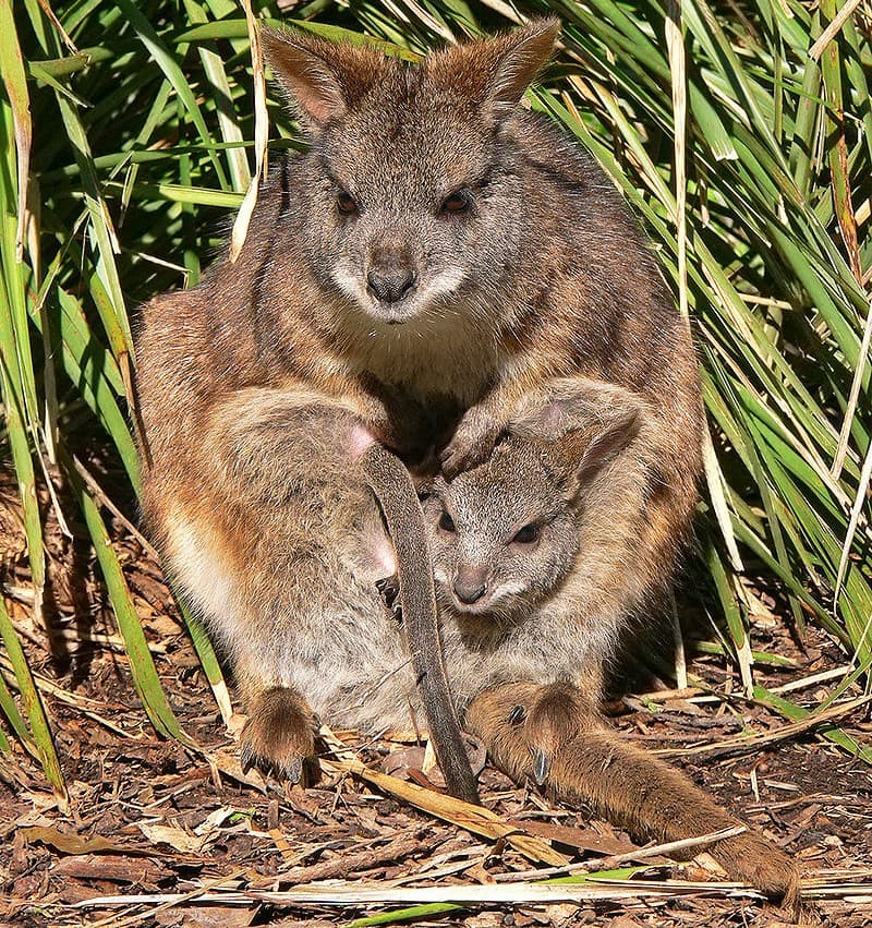 Ausztrália megakadályozná az újabb fajok kihalását az ország területén