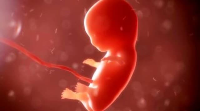 Bőrsejtekből alkottak korai emberi embriómodellt kutatók