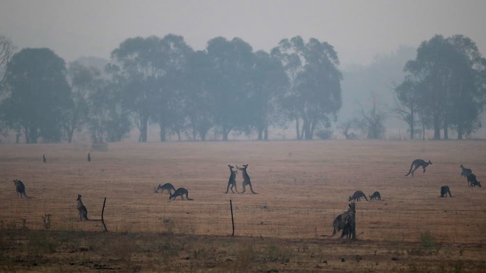 BORZALOM: Már több mint egymilliárd nagyobb állat pusztulhatott el az ausztráliai erdőtüzekben!