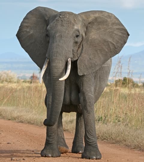 Feldühített elefánt ölt meg egy 8 éves fiút
