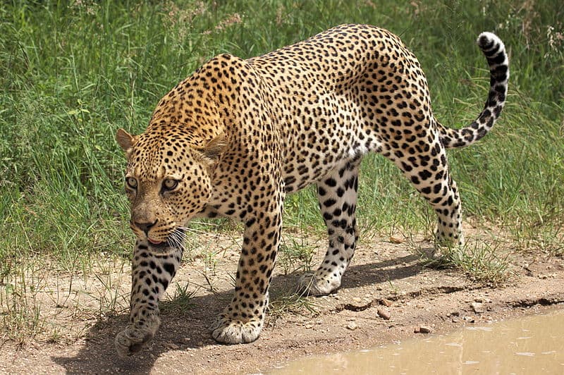 Gyerekeket és egy tanárt sebesített meg az elszabadult leopárd