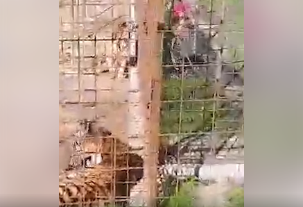 Meg akarta simogatni a tigrist, az állat elkapta a fiatal nő karját (videó)