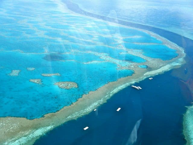 Ritka, több mint 10 méter széles óriáskorallt fedeztek fel a Nagy-korallzátonyon