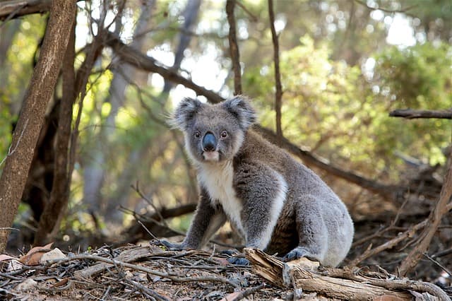 Drónokkal és infravörös kamerákkal figyelik meg a koalákat Ausztráliában