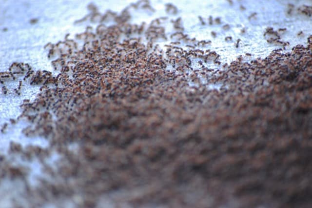 Több mint ezer hangyát próbáltak becsempészni Kínába