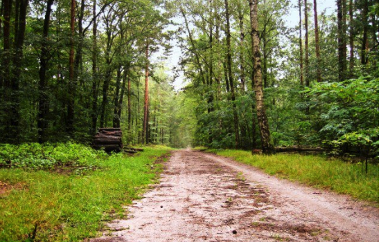 Egy 43 éves férfi 700 kilométert sétált hátrafelé az erdők megmentéséért