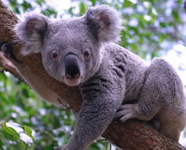 Kölyök koala várta otthon a nyaralásból hazatérő párt
