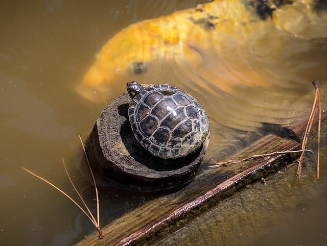 Százmillió éves megkövesedett teknősembrióra bukkantak
