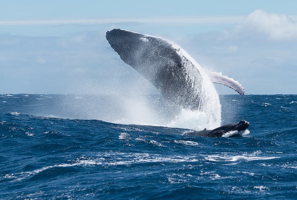 Az óceánvíz melegedése miatt egyre nő a hajók és a bálnák ütközéseinek kockázata