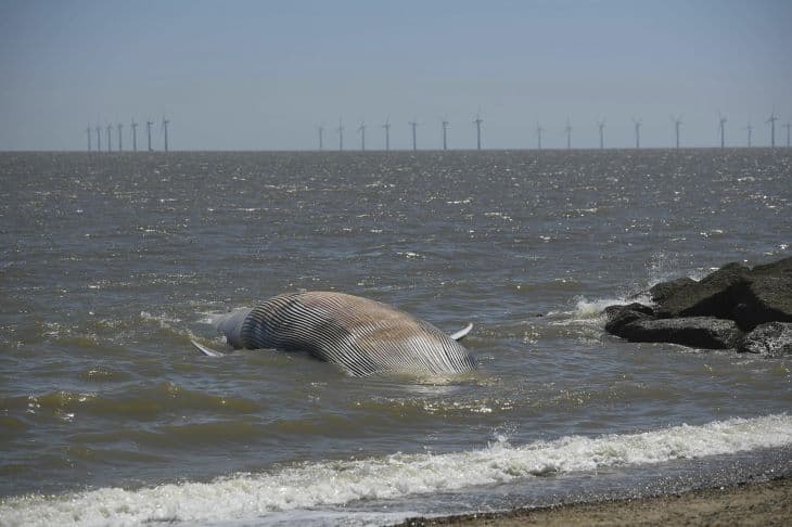 Tizenkét méteres bálnatetem sodródott partra Nagy-Britanniában
