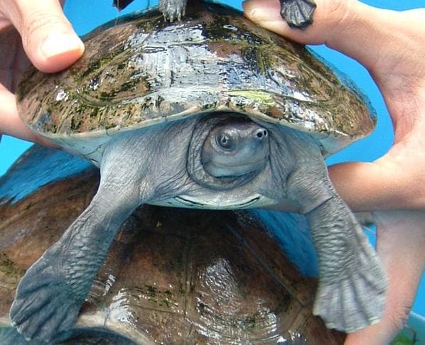 Egy súlyosan veszélyeztetett teknősfaj három fészkét fedezték fel Kambodzsában