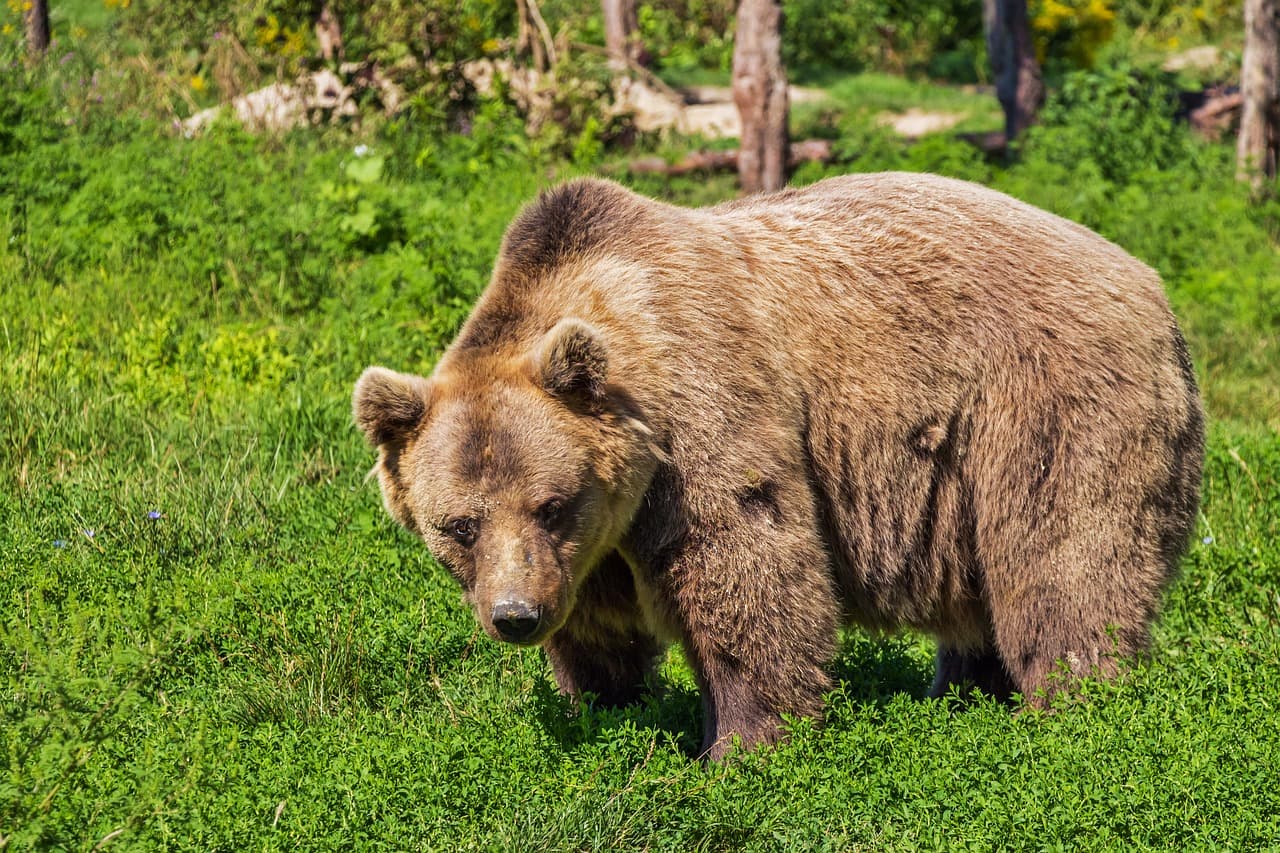 Hogyan kell reagálnunk, ha medvét látunk? Az új információs táblákból kiderül