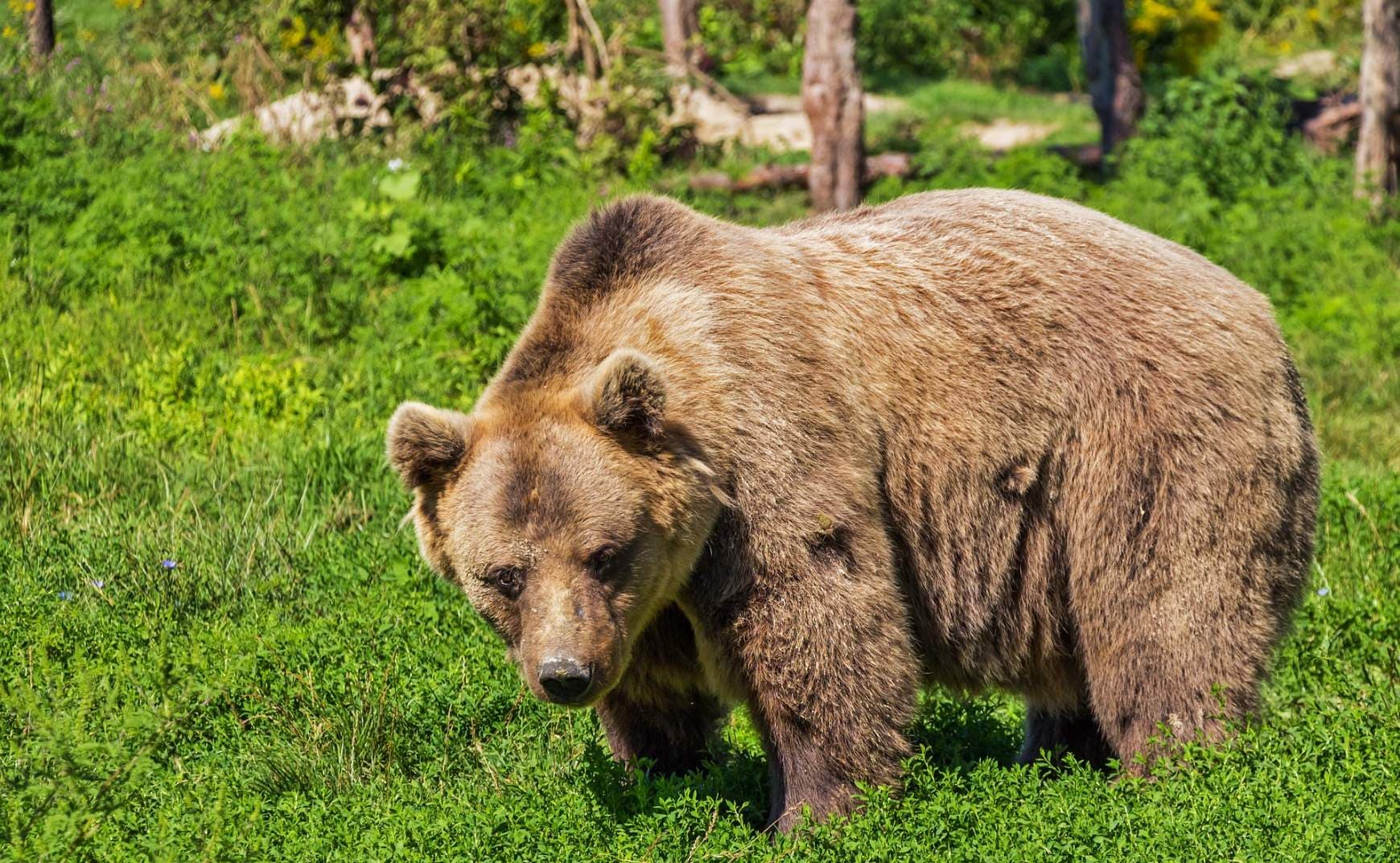 Feljelentést tesz a környezetvédelmi tárca a medvék etetése miatt