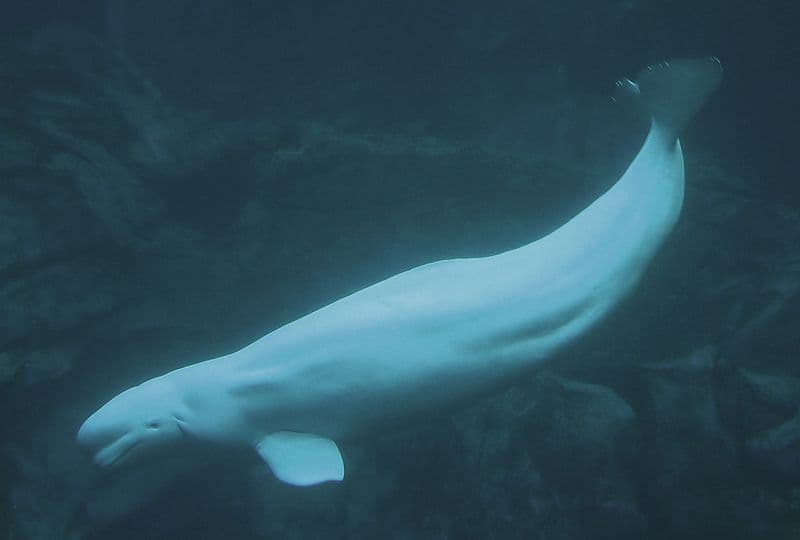 Aggódva, de gyanakvással is figyelik a helyiek a norvég partoknál felbukkant fehér delfint