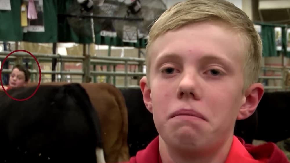 Bosszút álltak a tehenek az idióta kisfiún (videó)