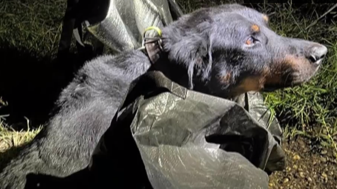 BORZALOM: Zsákba csomagolt kutyát találtak Dunaszerdahelyen!