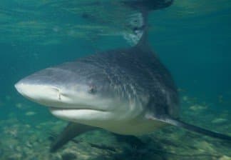 Az Egyesült Államok keleti partvidékén olyan hideg van, hogy még a cápák is halálra fagyhatnak
