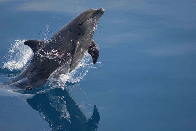 Rekordhosszú távot úszott egy delfin