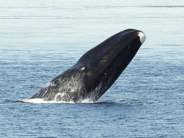 Vélhetően a sarkvidéki jég olvadása miatt nem indult éves vádorútjára a grönlandi bálna