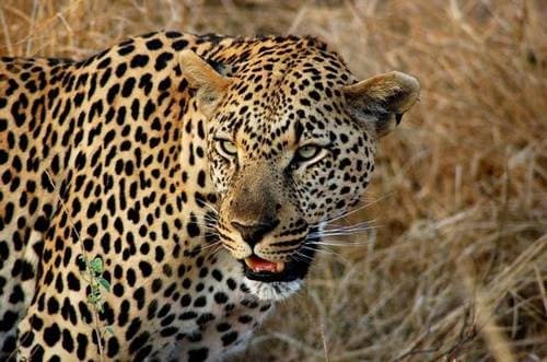 Iskolákat zártak be az ólálkodó leopárdok miatt