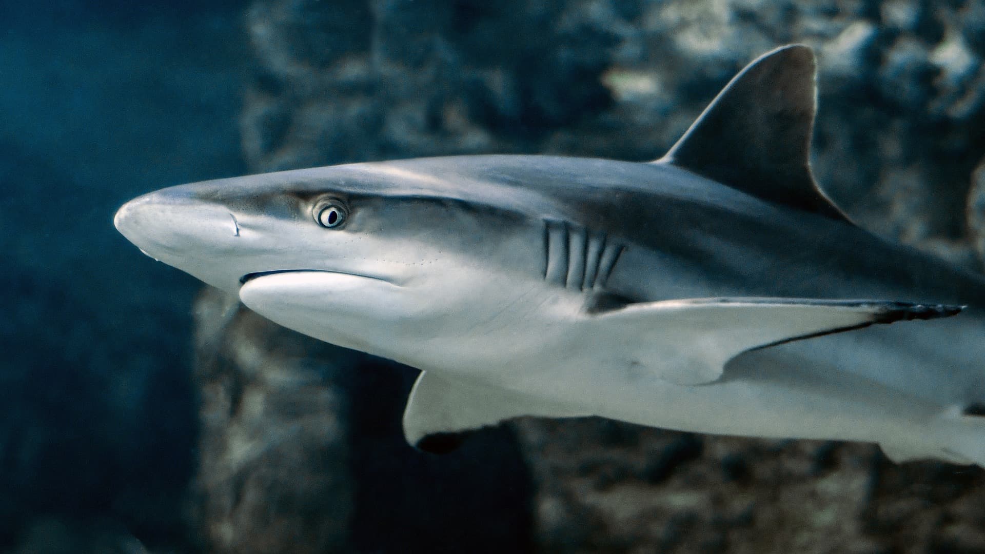 DURVA: Egy cápában találták meg az eltűnt férfi maradványait