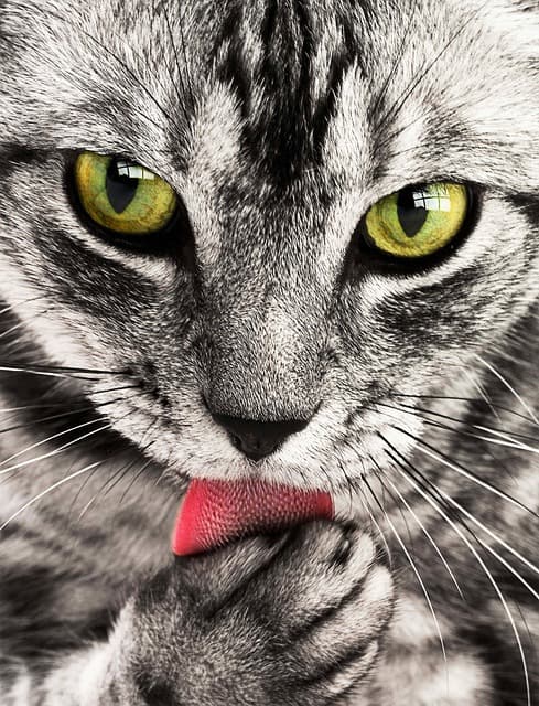 A világ legdepressziósabb kóbor macskája otthonra talált - a róla készült fotók bejárták az internetet (FOTÓK)