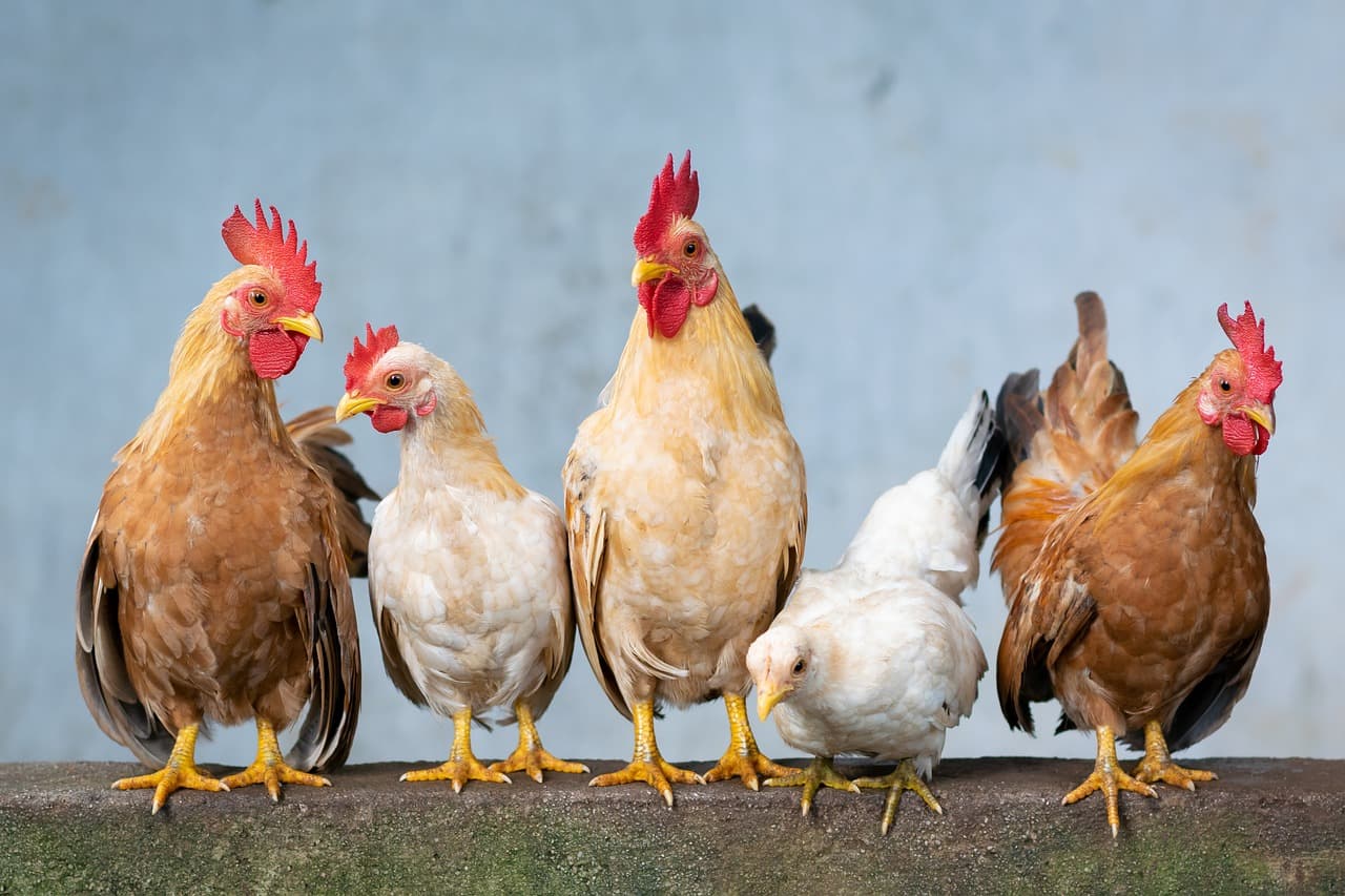Furcsa dolgokat művelt a szomszéd csirkéivel, börtön jár ezért Kínában