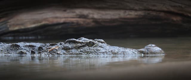 Krokodilok végeztek két halásszal