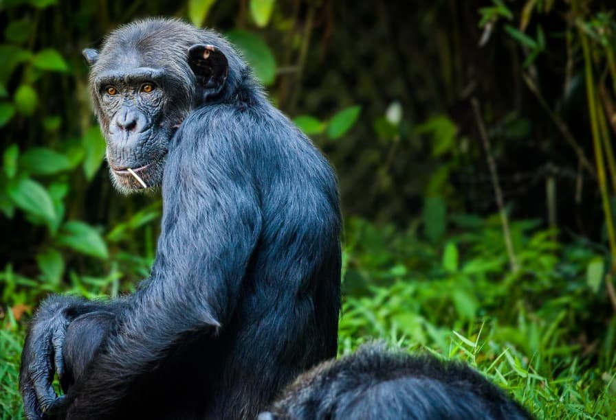 Csimpánzok szöktek meg karámukból egy állatkertben