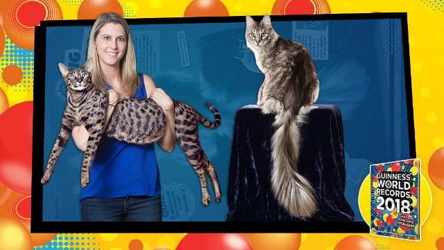 Két Guinness-rekorder macska tűnt el egy lakástűzben