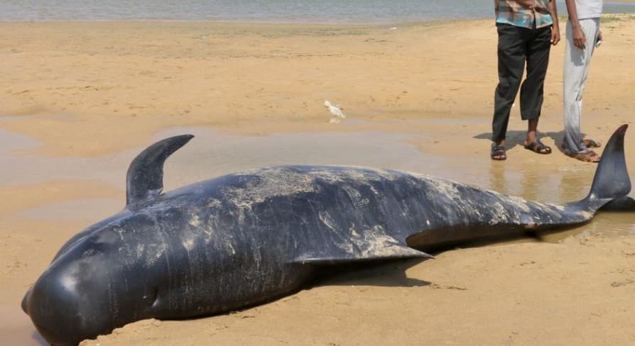 Strandolók mentettek meg partra vetődött gömbölyűfejű delfineket 