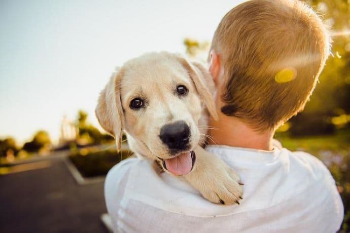 A kutyák agya különböző módon reagál az emberi és a kutyahangokra