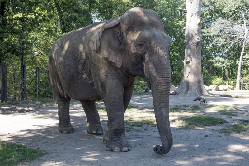 Védett elefántot ejtett el, elvették az engedélyét