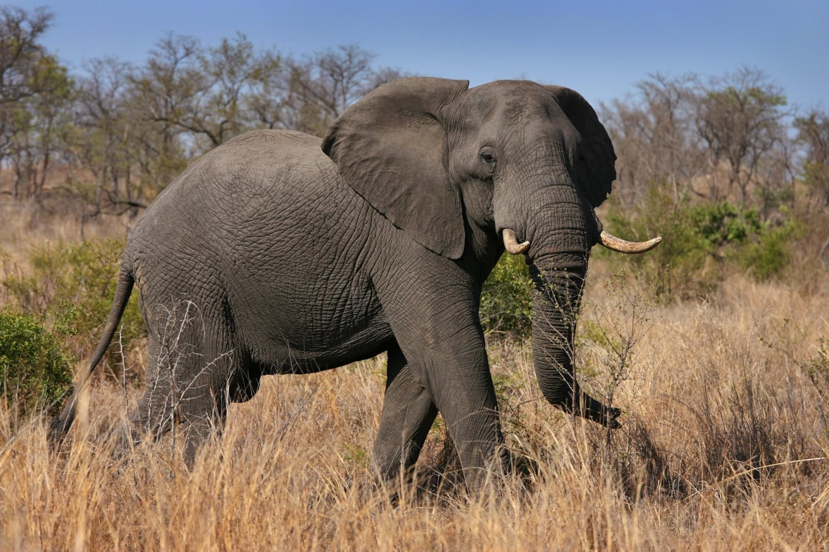Újabb turistára támadt egy elefánt