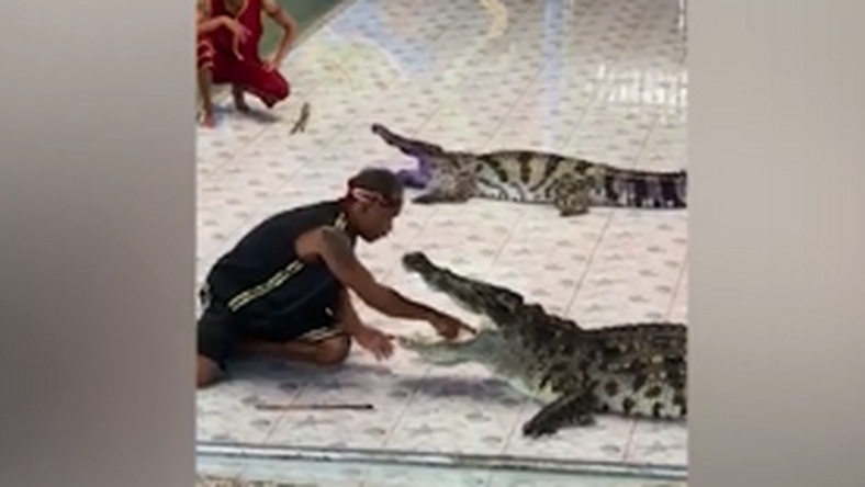 DURVA: Bedugta a krokodil szájába a kezét, aztán... (videó) 18+