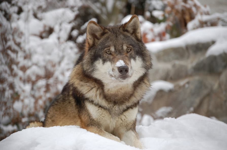 Farkasokat csempésztek Finnországba, hogy kutya-farkas hibrideket tenyésszenek