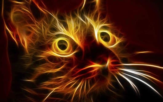 "Tüzes" macskái buktatták le a bűnözőt