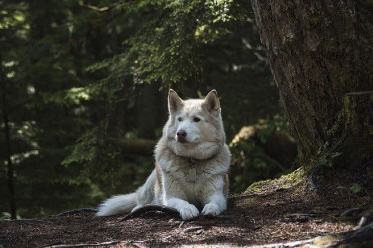 Észak-Amerika legrégebbi kutyacsonttöredékét találták meg Alaszkában