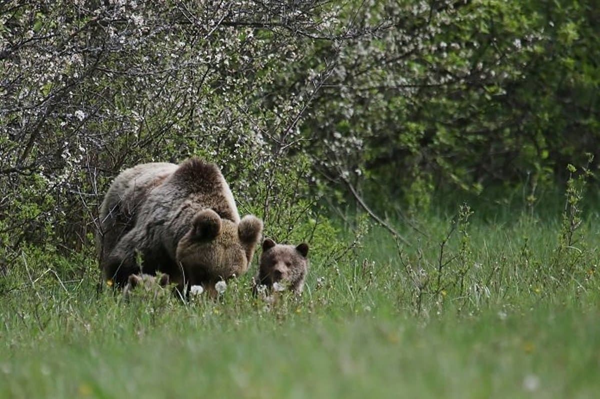 Újból emberre támadt egy medve Székelyföldön