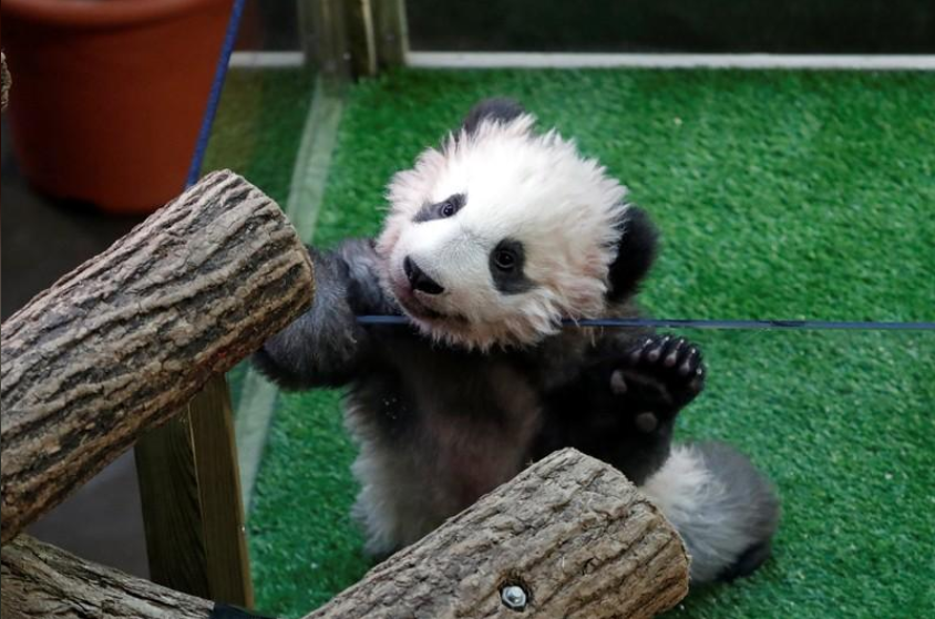 Nincs elbűvölőbb teremtmény egy cuki pandabocsnál