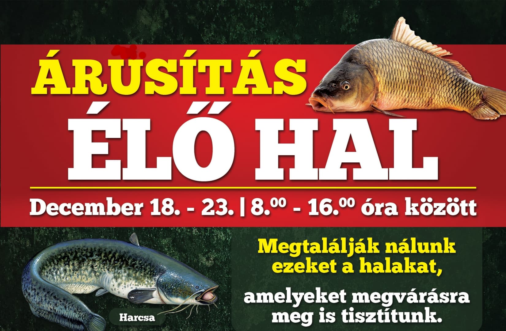 Idén ismét édesvízi élő halak széles választékával várják a kedves vásárlókat Dunaszerdahelyen!