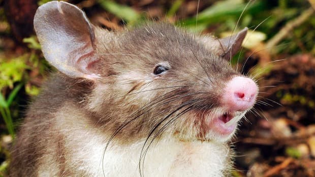 Új, malacorrú patkányfajt fedeztek fel