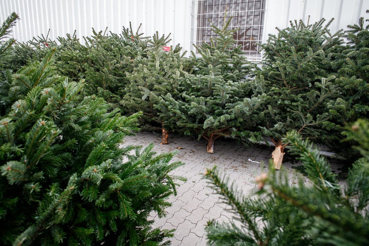 A cserepes élő karácsonyfa környezetbarátabb megoldás, mint a műfenyő
