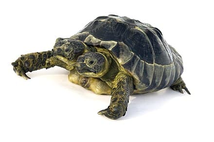 Huszonöt éves lett Janus, a kétfejű teknős