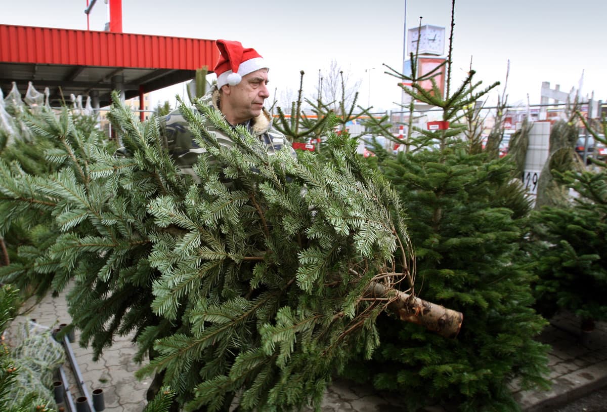 Most megtudhatod, honnan szerzi be Szlovákia a karácsonyfákat és az ünnepi dekorációkat