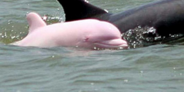 Rózsaszín delfint fotóztak Louisianában
