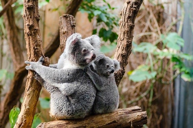 A koalák betelepítése érdekében gyűjtenek aláírásokat Új-Zélandon